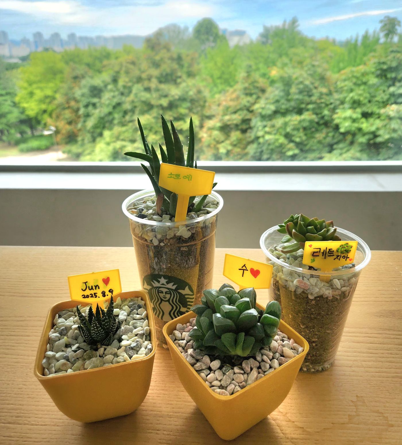 [250809] 여름방학 특강, 서울에너지드림센터에서 <탄소중립과 다육식물 심기 > 체험 교육